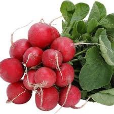 فجل ربطة
